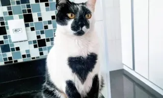 Gato SRD é eleito o mais bonito do Brasil com “marca de amor”