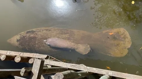 Agressões ambientais ameaçam santuário do Peixe Boi em Porto de Pedras - Imagem