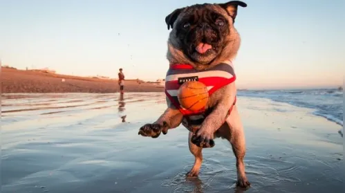 Animais na praia: como garantir um verão seguro e confortável - Imagem