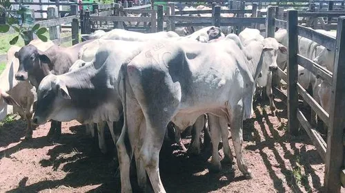 Atualização cadastral do rebanho deve ser feita em novembro - Imagem