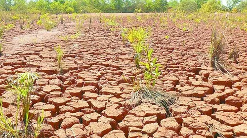 Bioinsumo amplia restauração ecológica de solos com uso de microrganismos - Imagem