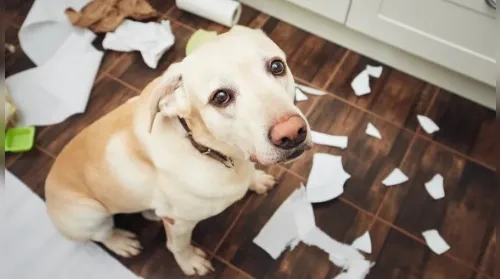 Cães podem ter TDAH? Descubra o que diz um estudo sobre o tema - Imagem