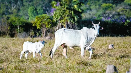 Capão de Angico reforça presença da pecuária pantaneira na Expoagro Alagoas - Imagem