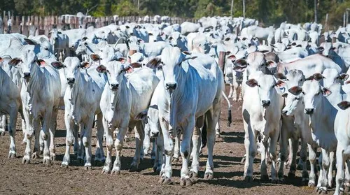 Capão de Angico reúne genética diferenciada e eficiência produtiva - Imagem