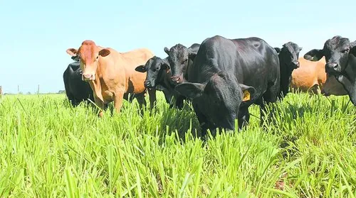 Carne Baixo Carbono impulsiona pecuária sustentável - Imagem