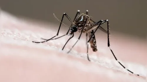 Casos de dengue caem 58% em Alagoas em 2025 - Imagem