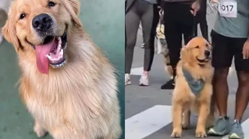Corrida em quatro patas: conheça Cássio, o golden atleta e corredor - Imagem