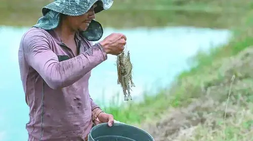 Criação de camarão avança no Agreste e transforma a rotina de produtores rurais - Imagem