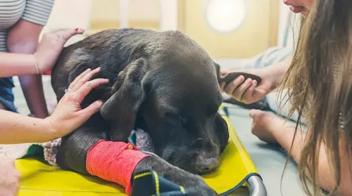 Eutanásia em pets: veterinária orienta em quais casos ela é indicada - Imagem