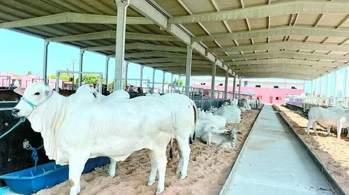 Expoagro-AL terá programação para todas as cadeias produtivas - Imagem