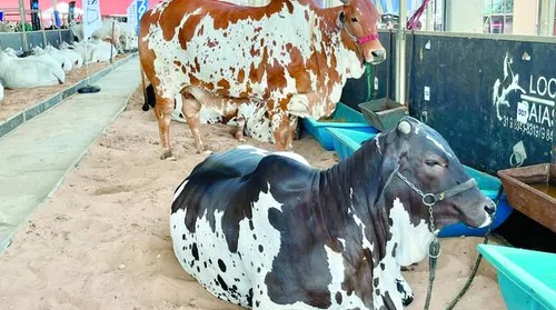 Expoagro Alagoas deve movimentar R$ 40 milhões e reforçar o estado como polo do agronegócio - Imagem