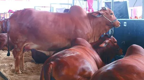 Expoagro reafirma posição como a maior do Nordeste - Imagem