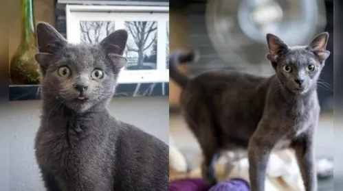 Gata com mutação genética rara viraliza e conquista web - Imagem