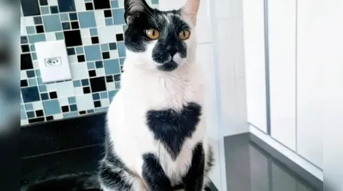 Gato SRD é eleito o mais bonito do Brasil com “marca de amor” - Imagem