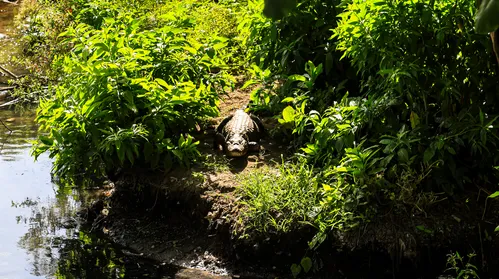 ‘LADEIRA DOS JACARÉS’ vira ponto turístico em Arapiraca - Imagem