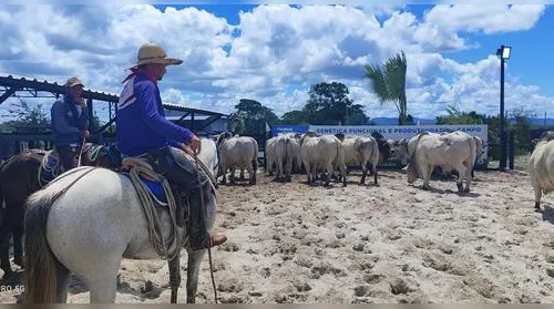 Leilões Santa Nazaré e Varrela movimentam a pecuária de corte nacional - Imagem