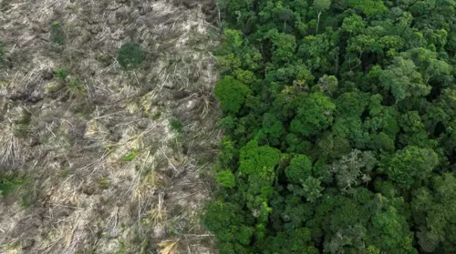 Mata Atlântica perde espaço para agricultura e pecuária em Alagoas - Imagem