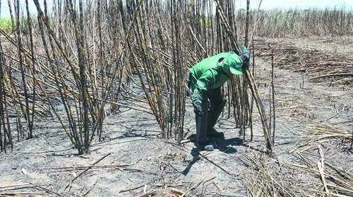 Piso salarial dos trabalhadores rurais de Alagoas tem reajuste de 4,5% para a safra 2025/2026 - Imagem