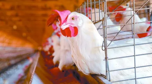 Produção de carne de frango deve bater recorde em 2026 e impulsionar agropecuária brasileira - Imagem