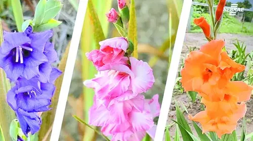 Projeto de flores temperadas movimenta mais de R$ 100 mil em Alagoas - Imagem