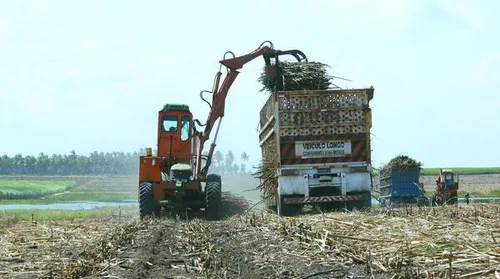 Safra 25/26 acumula 2,5 milhões de toneladas de cana processadas em Alagoas - Imagem