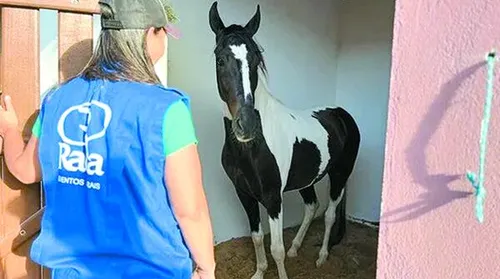 Shopping Mangalarga Marchador oferece condições exclusivas para aquisição de equinos de elite - Imagem