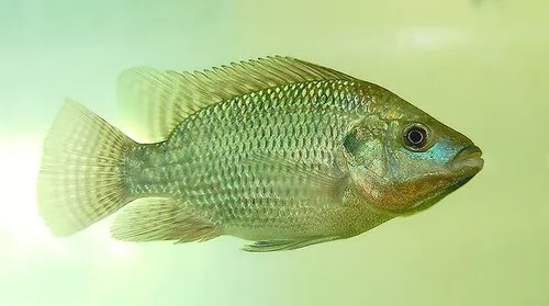 Sistema de bioflocos torna produção de tilápia mais sustentável e eficiente - Imagem