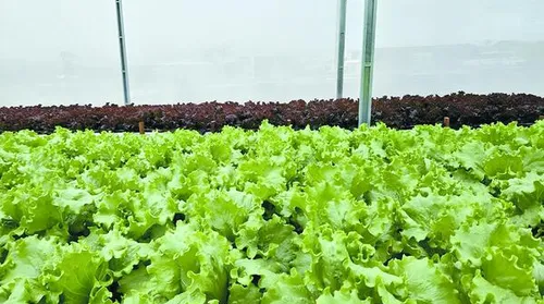 Sistema de reuso aumenta em 61% a eficiência no uso da água na irrigação de hortaliças - Imagem