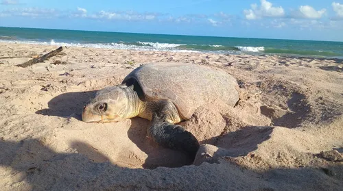 Tartaruga desova em plena luz do dia no Mirante da Sereia - Imagem