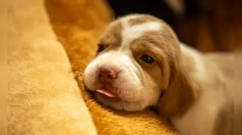 Vida em 4 patas: as mudanças que os cachorros vivem em cada idade - Imagem