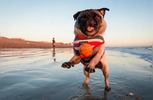 Animais na praia: como garantir um verão seguro e confortável