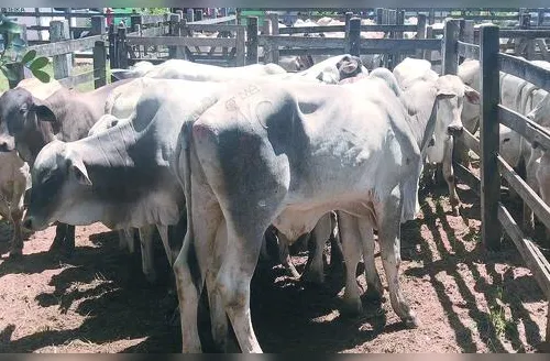 Atualização cadastral do rebanho deve ser feita em novembro