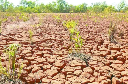 Bioinsumo amplia restauração ecológica de solos com uso de microrganismos