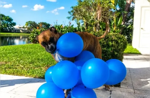 Cães e gatos também podem ter câncer de próstata; saiba os sintomas