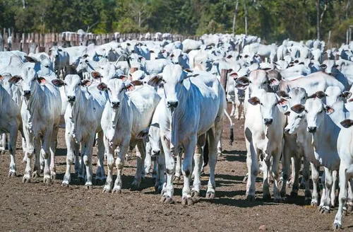 Capão de Angico reúne genética diferenciada e eficiência produtiva