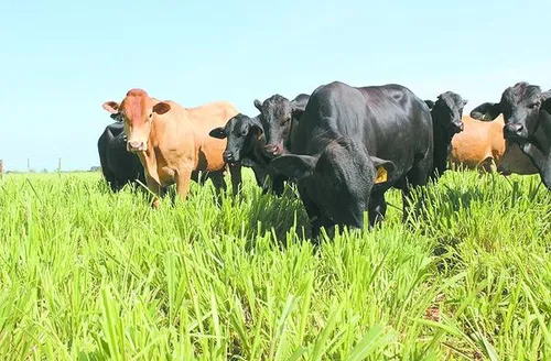 Carne Baixo Carbono impulsiona pecuária sustentável