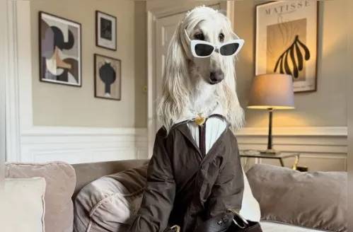 Conheça a cachorrinha Samantha, a influencer de moda do momento
