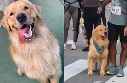 Corrida em quatro patas: conheça Cássio, o golden atleta e corredor