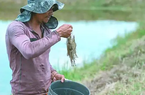 Criação de camarão avança no Agreste e transforma a rotina de produtores rurais