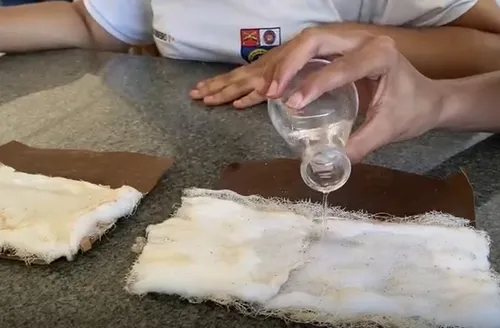 Estudantes de Maceió criam fralda biodegradável feita de coco e cana-de-açúcar