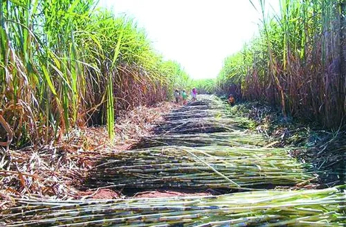 Etanol brasileiro pode ter pegada de carbono negativa com novas tecnologias