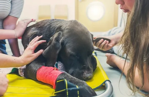 Eutanásia em pets: veterinária orienta em quais casos ela é indicada