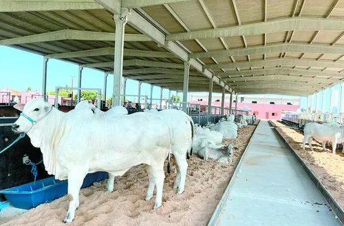 Expoagro-AL terá programação para todas as cadeias produtivas