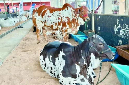 Expoagro Alagoas deve movimentar R$ 40 milhões e reforçar o estado como polo do agronegócio