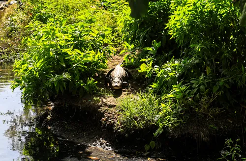 ‘LADEIRA DOS JACARÉS’ vira ponto turístico em Arapiraca