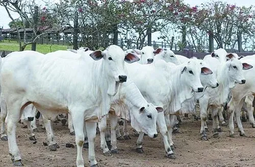 Leilão Nelore Barros Correia destaca genética versátil e consolidada da raça