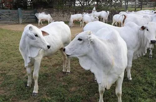 Leilão Nelore Barros Correia promove 24ª edição e traz genética consagrada IBC