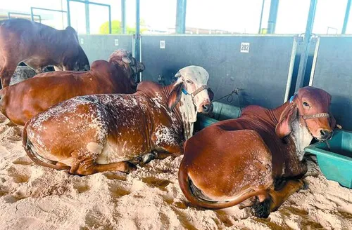 Mais Leite reúne elite da genética leiteira nacional na 15ª edição