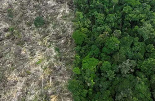 Mata Atlântica perde espaço para agricultura e pecuária em Alagoas