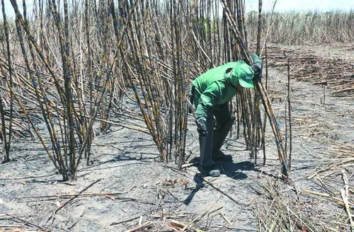 Piso salarial dos trabalhadores rurais de Alagoas tem reajuste de 4,5% para a safra 2025/2026